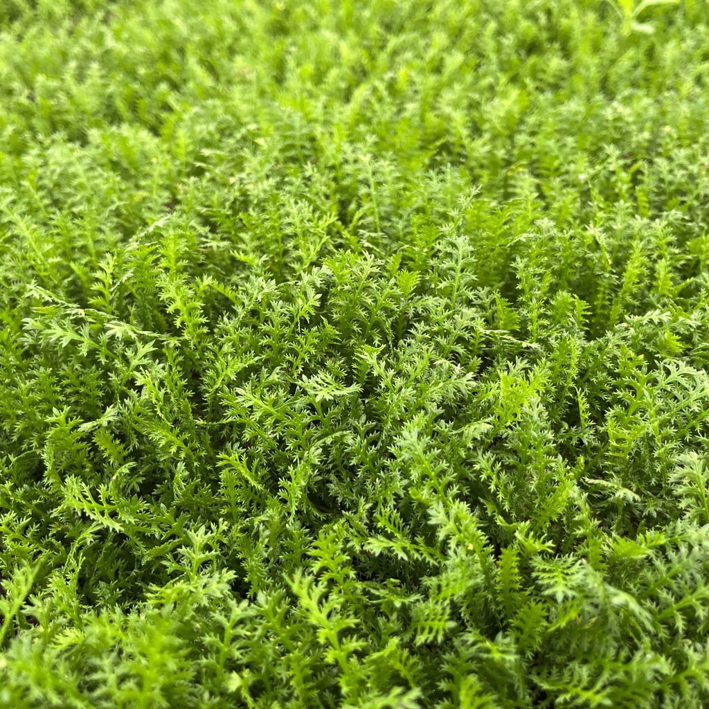 leptinella-squalida-plantor